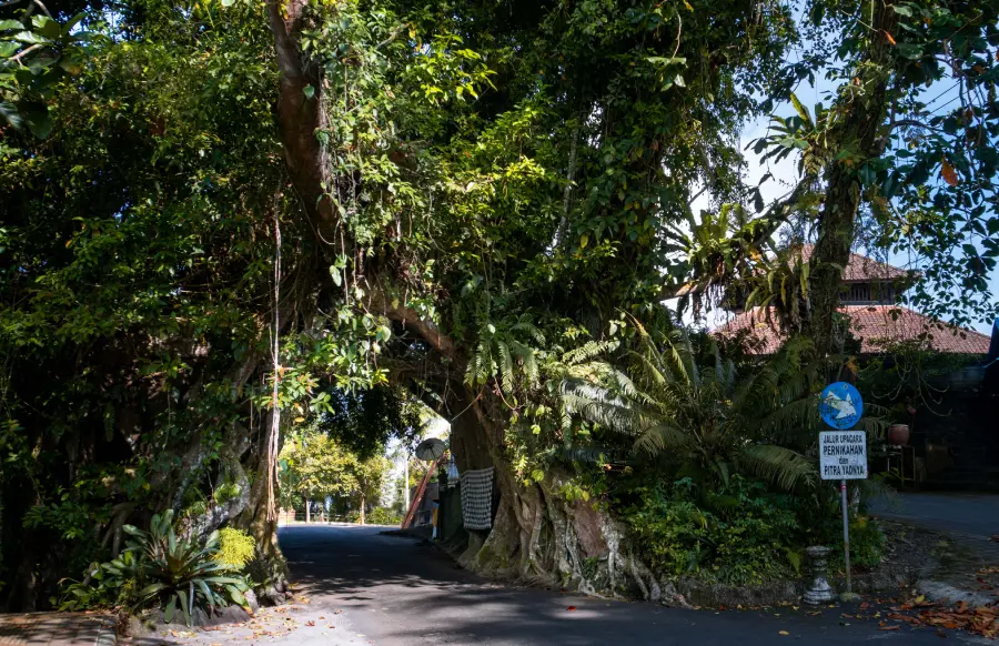 Bunut Bolong - Bali Road Trip Itinerary