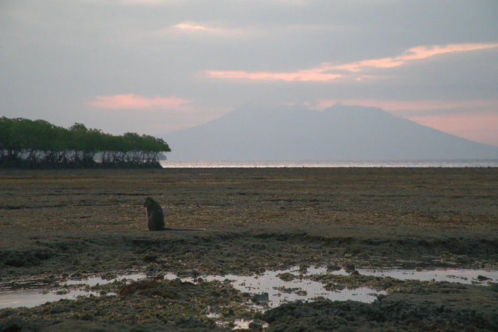 Bali Road Trip Itinerary - West Bali National Park 2