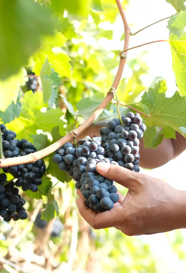Hatten Wines Vineyard Experience