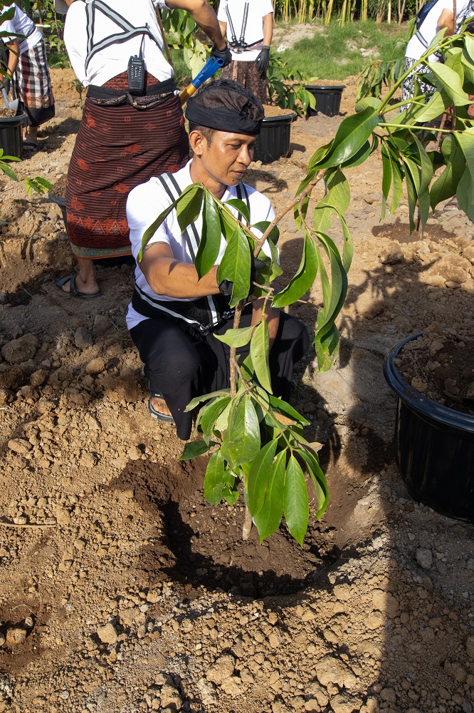 The Meru - Root of Wellness 3