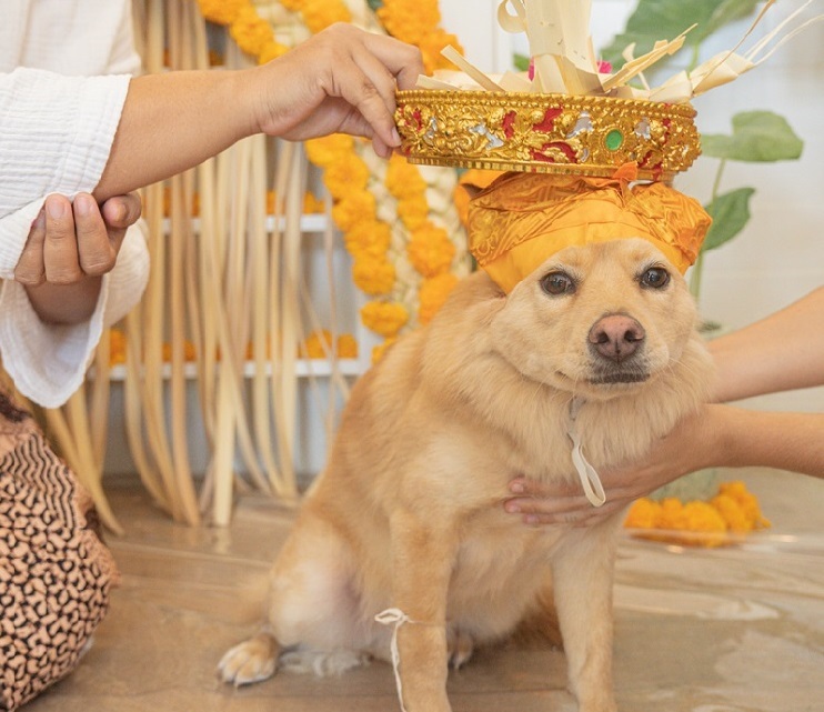 Biggest Events in Bali Annual Calendar 2026 - Tumpek Kandang