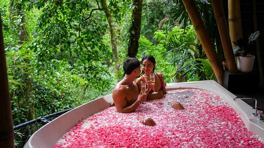 KANVA Magical Jungle Proposal 3