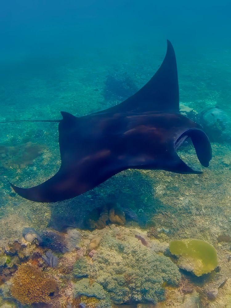 AYANA Komodo Snorkeling - Manta Point 3