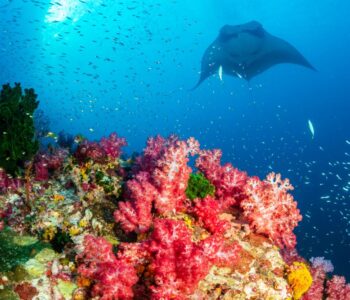 AYANA Komodo Snorkeling - Manta Point