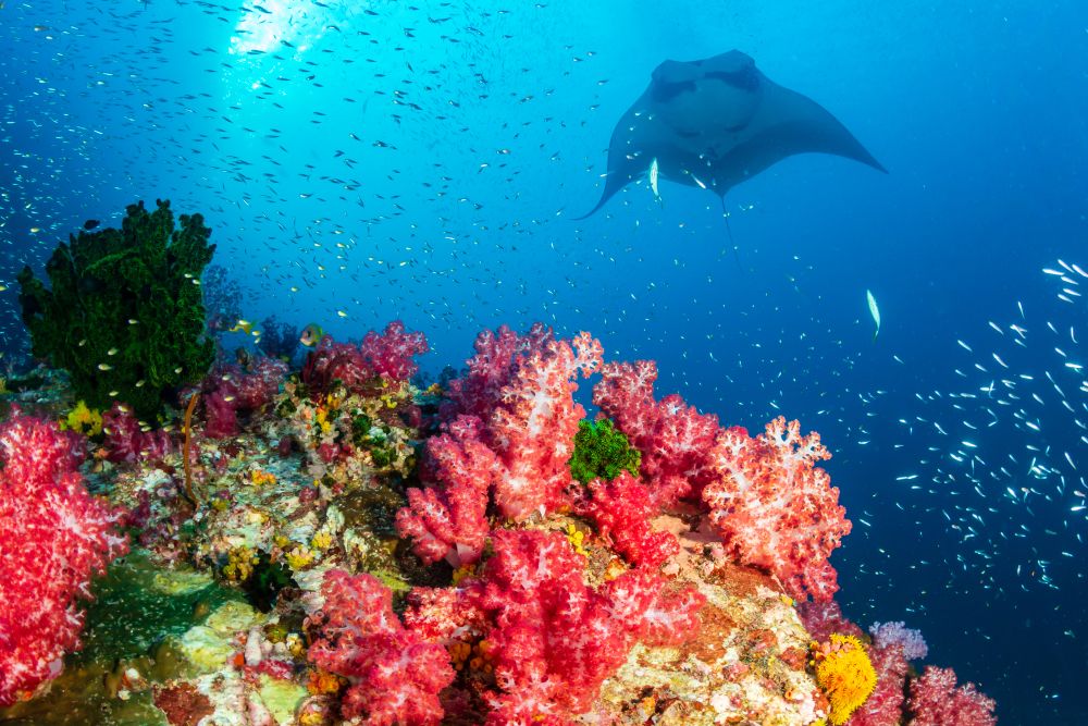 AYANA Komodo Snorkeling - Manta Point