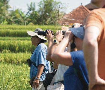 Bali Bird Walk Birdwatching in Ubud 1