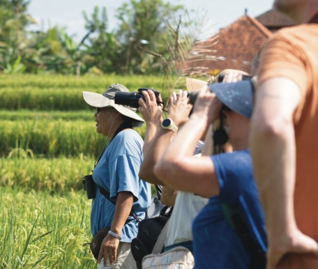Bali Bird Walk Birdwatching in Ubud 1