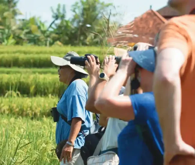 Bali Bird Walk Ubud Birdwatching