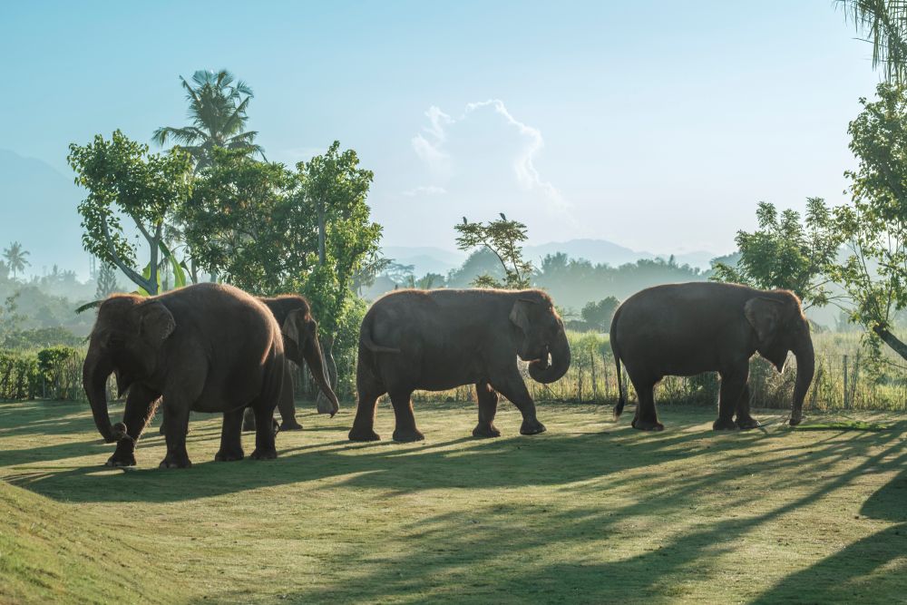 Bali Zoo - Elephant Explorer 2