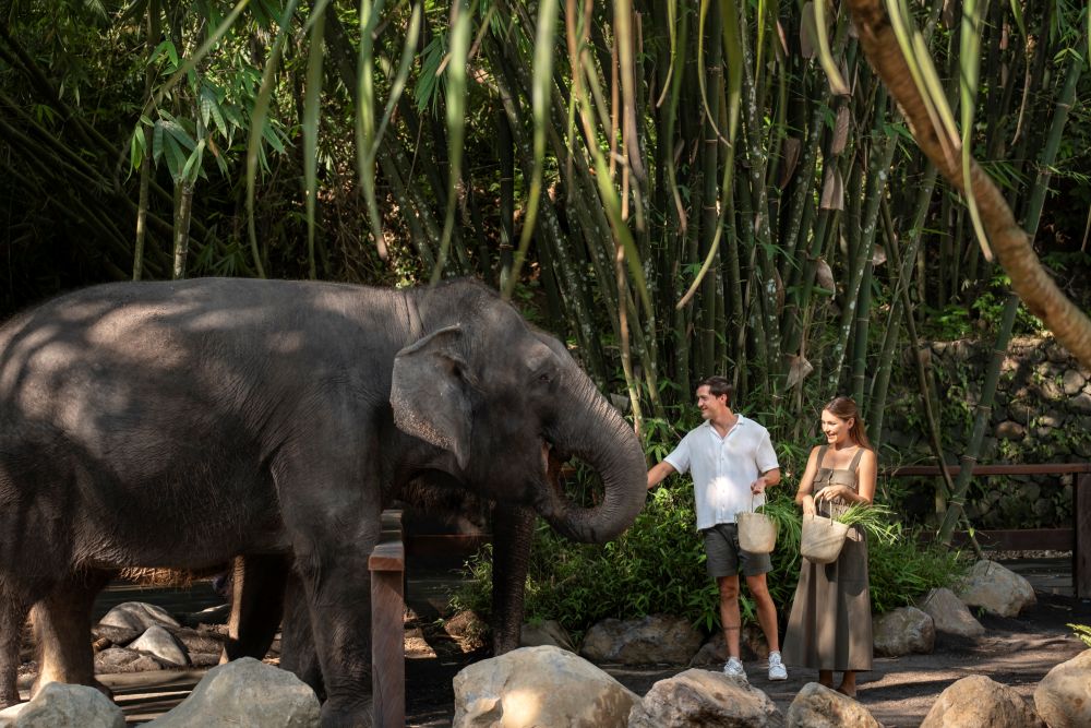 Elephant Explorer 7