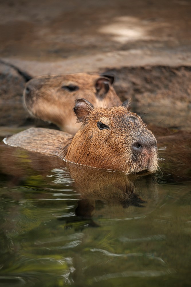 Brunch with Capybara 2
