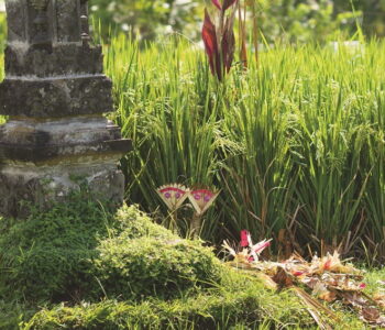 Cili plays an important role in religious ceremonies carried out by Hindus in Bali.