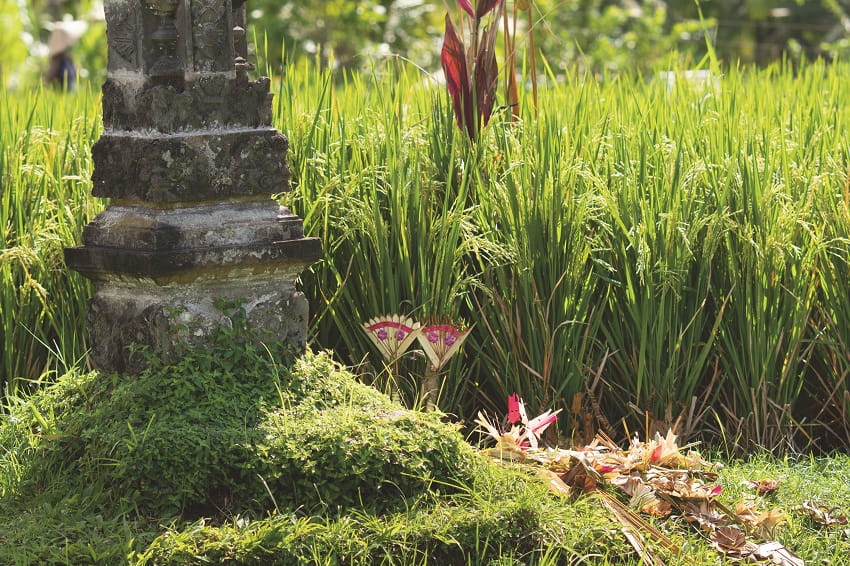 Cili plays an important role in religious ceremonies carried out by Hindus in Bali.