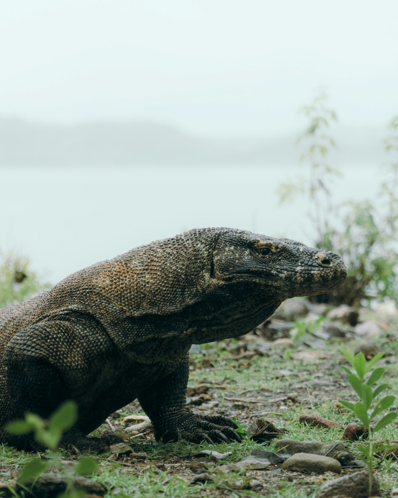 Labuan Bajo Komodo National Park 1