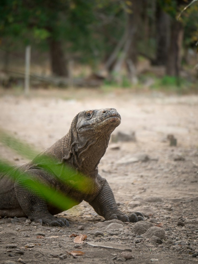 Labuan Bajo Komodo National Park 2