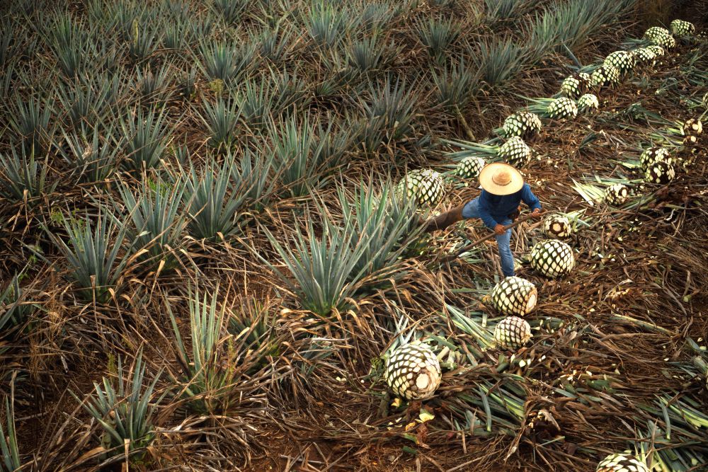 Loca Loka Tequila 2
