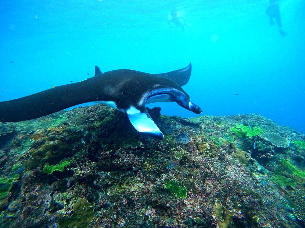 Nusa Penida - Manta Point