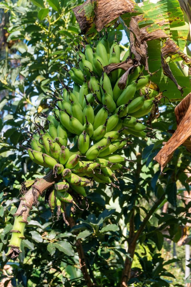 Banana Tree