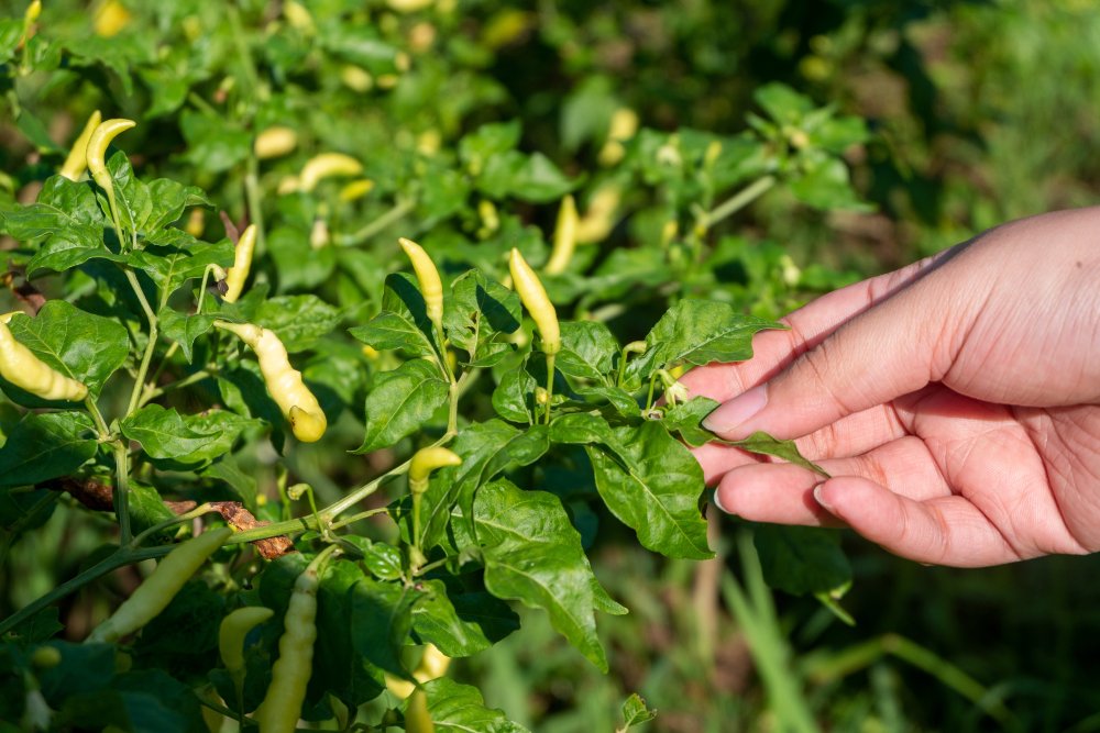 Chilli Plant