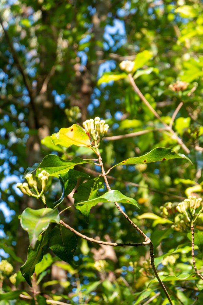 Clove Tree