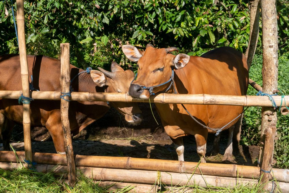 Mayong - Cows Landscape