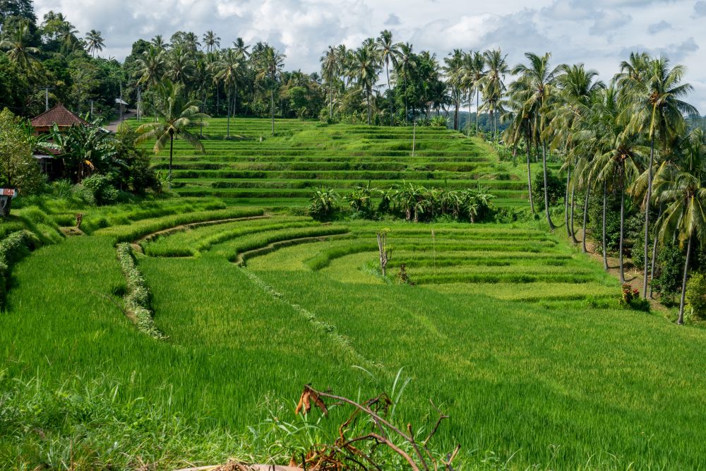 Mayong Landscape