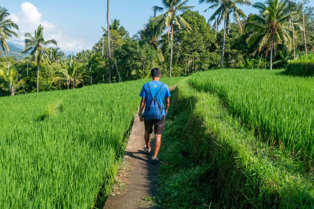Mayong - Rice Field Trek