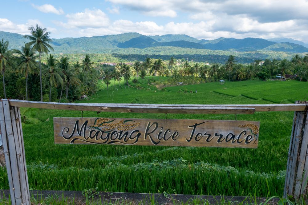 Rice Terrace 2