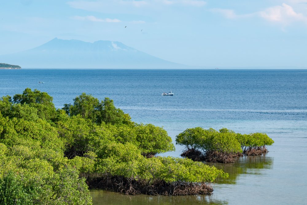 Menjangan View