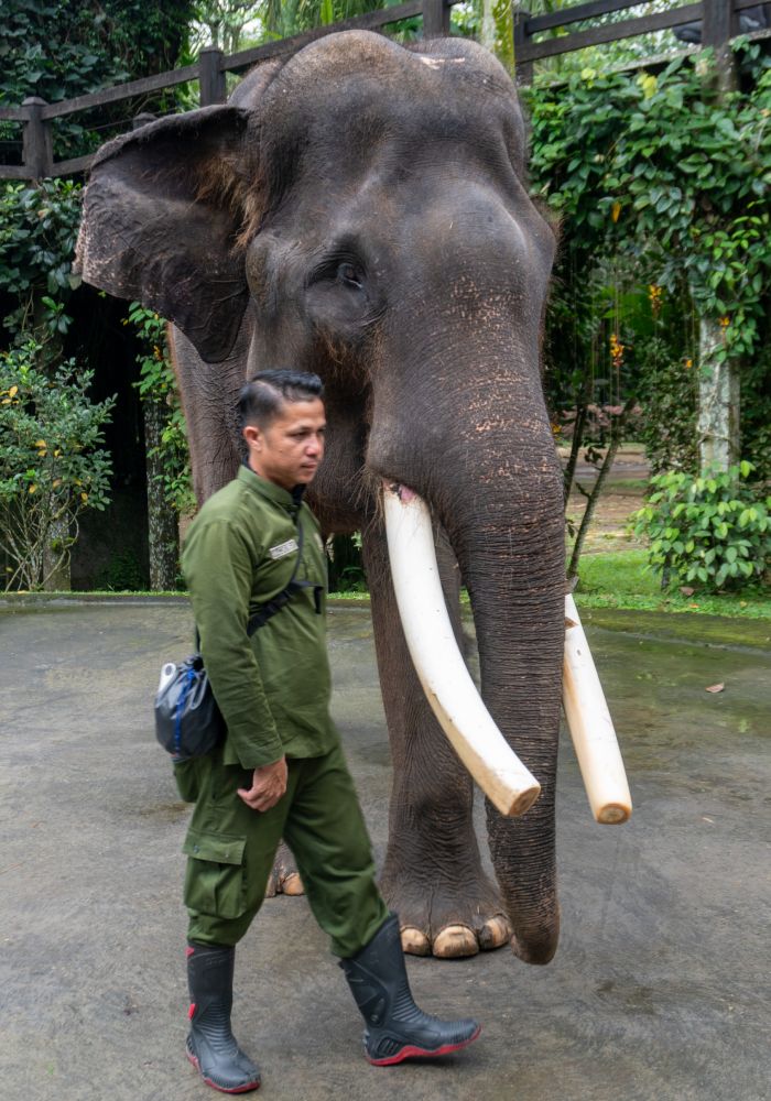 Mason Elephant Park 4