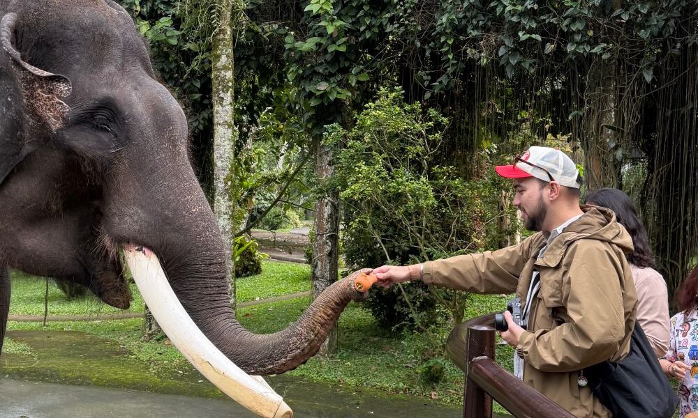 Elephant Feeding
