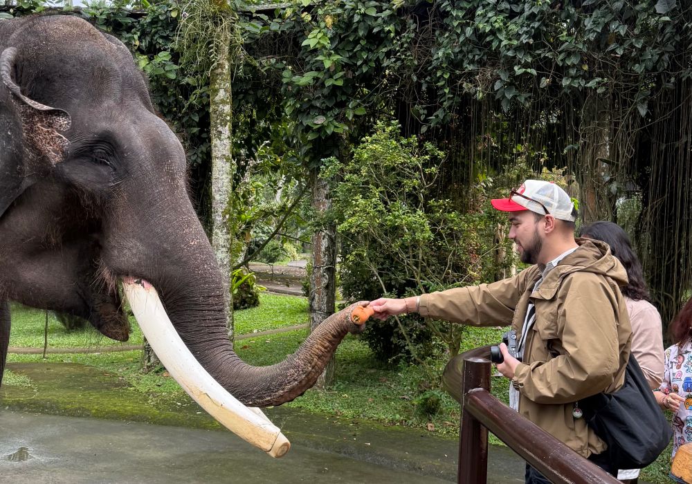 Mason Elephant Park 1