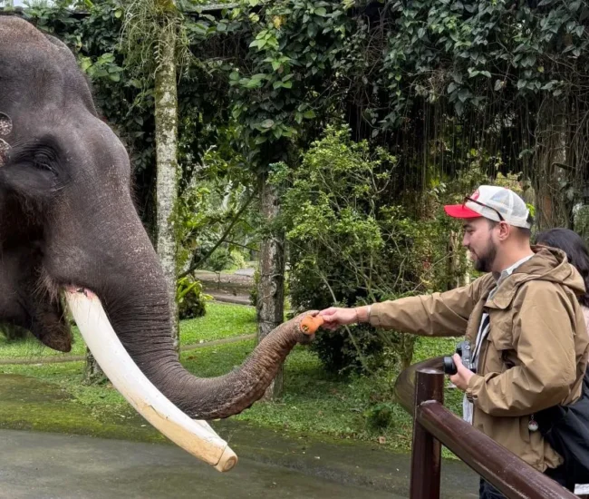 Elephant Feeding