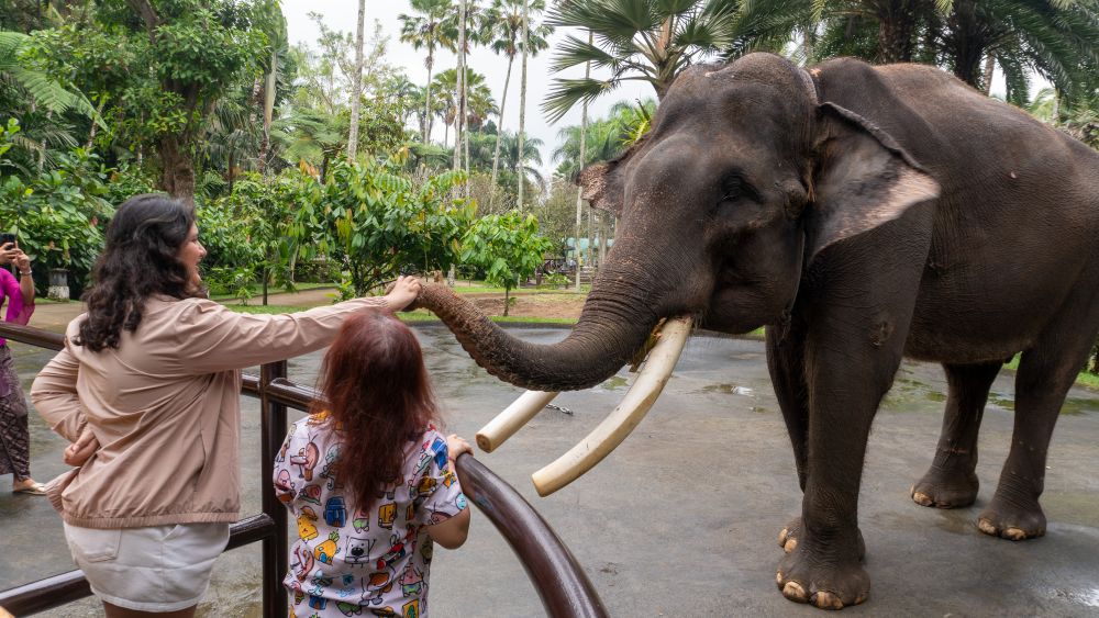 Mason Elephant Park 3