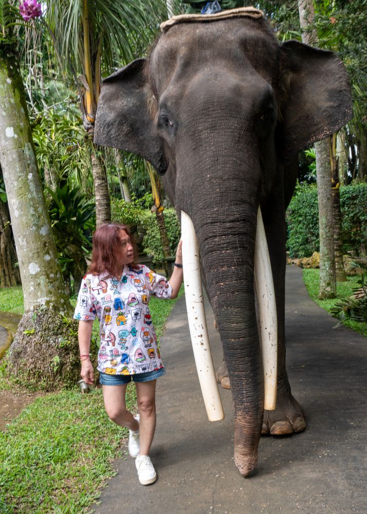 Mason Elephant Park 5