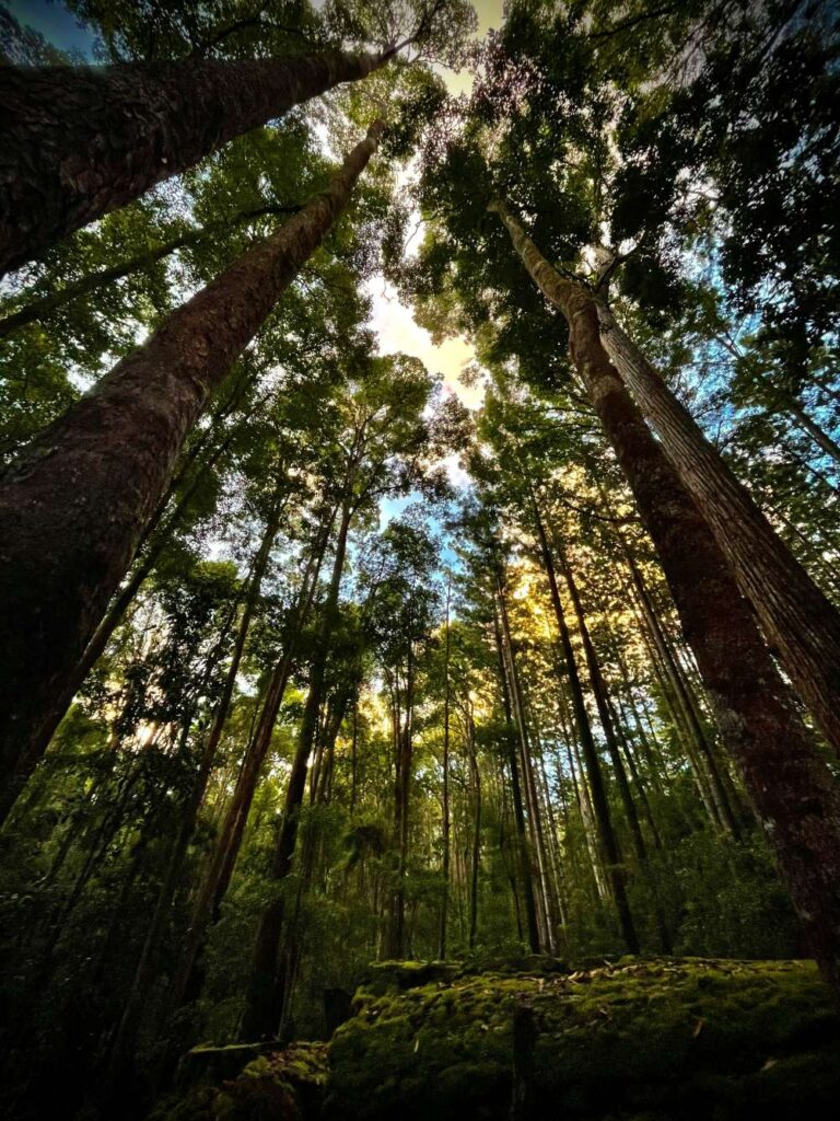The FOREST, is the lungs of the natural ecosystem, and Artist Designer In Residency's 2026-2027 theme. Image CushCushGallery
